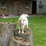 Oh hai Goat!