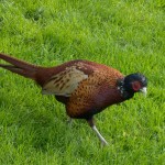 Pheasant