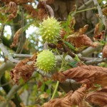 Horse-chestnut