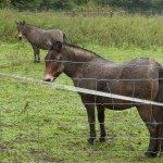 Donkeys Near Villa