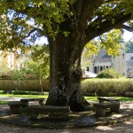 300 Year Old Tree At Orval