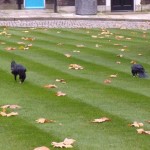 Ravens (Tower of London)