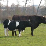 Cows (Hamlet)