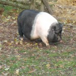 Pot-bellied Pig (Hamlet)